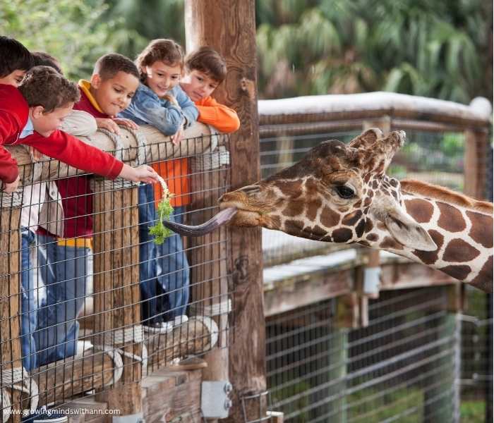 Kids-watching-animals-in-the-zoo.