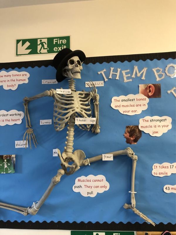 skeleton-learning-bulletin-board.